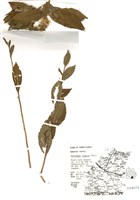 藏品(一枝黃花屬)的圖片